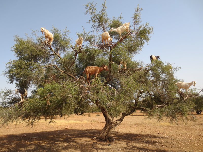 Kozy na drzewie arganowym
