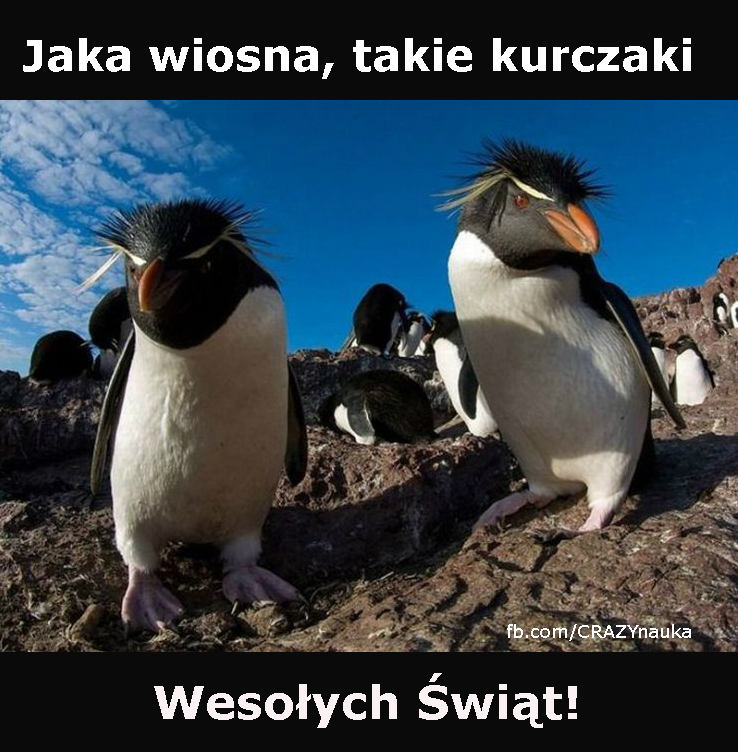 pingwiny_kurczaki