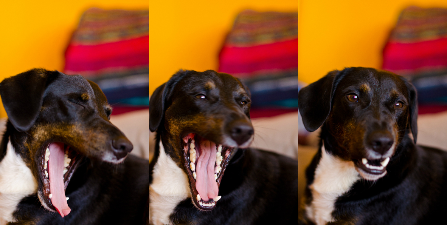 Psy ziewają wtedy, kiedy robią to ich właściciele. Fot. lovlibovli/Flickr
