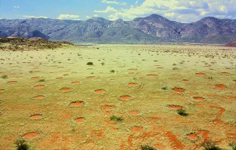 Tajemnicze kręgi w trawie w Namibii. Fot. Wikipedia