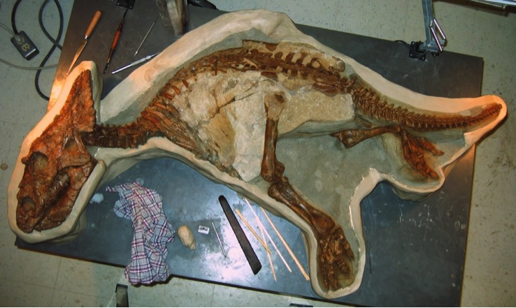 W Kanadzie odkopano doskonale zachowane szczątki młodego dinozaura z grupy ceratopsów. Fot. Philip J. Currie, Robert Holmes, Michael Ryan Clive Coy, Eva B. Koppelhus