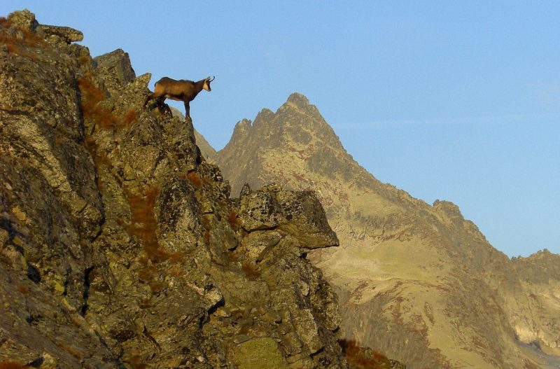 Rośnie liczba kozic w Tatrach. Fot. Antone Kom/Flickr