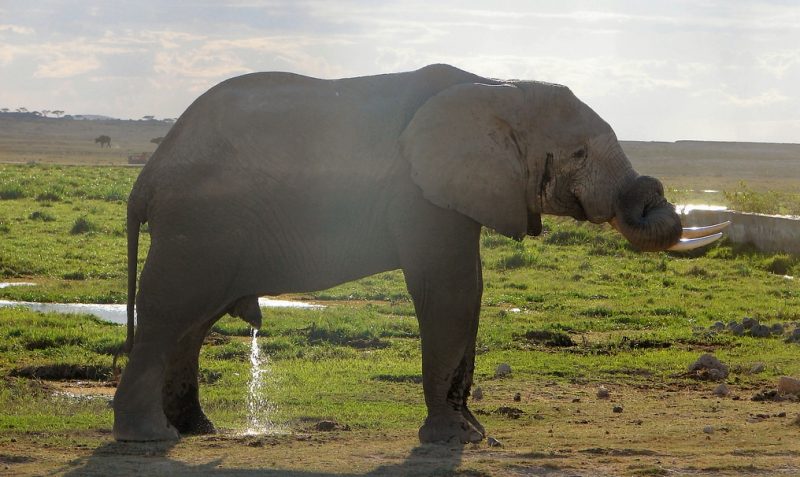 Słoń czy pies - obaj potrzebują na opróżnienie pęcherza 21 sekund