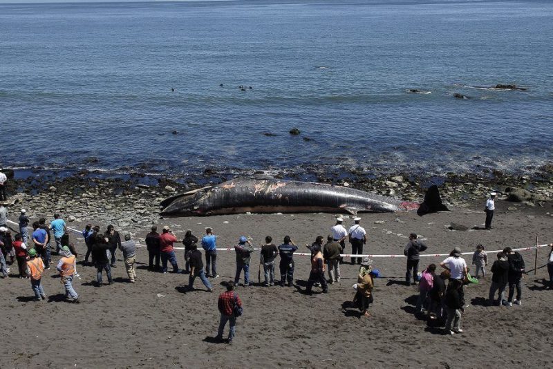 Waleń wyrzucony na plażę w Chile w 2011 roku. Fot. Twitpic/Fabeilo