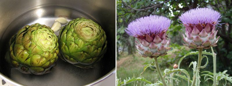 Karczochy to część kwiatów otoczonych liśćmi. Fot. Pepperedjane, artist in doing nothing