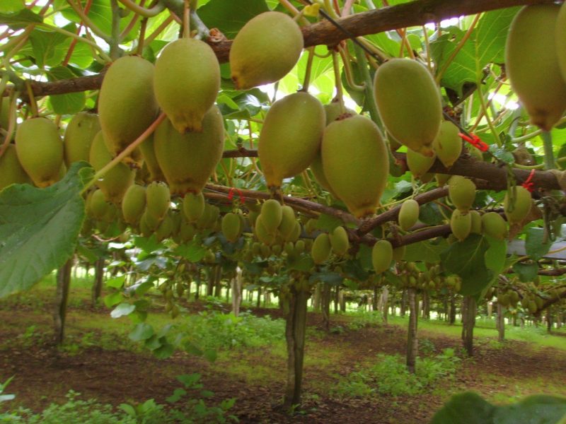 Kiwi rosną na plantacjach, trochę niczym winogrona. No i po polsku nazywają się aktinidia smakowita. Fot. - scazza_