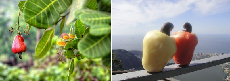 Orzechy nerkowca rosną naprawdę przedziwnie. Ta część wyglądająca jak papryka, to zgrubiała łodyga. Sam orzech znajduje się pod nią, w tym brązowym, które wygląda właśnie jak ogonek. Fot. Sepehr Ehsani, ethan.crowley