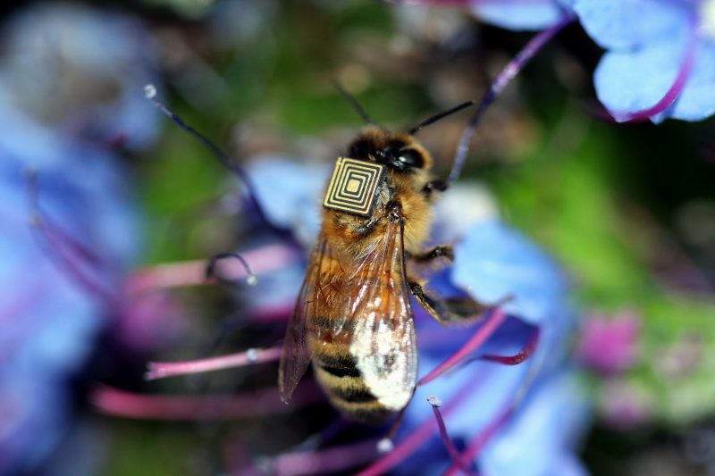 Mikroczip prześle dane o trasach pokonywanych przez pszczołę. Fot. CSIRO
