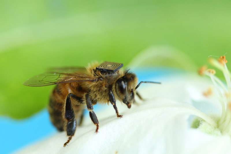 Pszczoła z mikrochipem. Fot. CSIRO