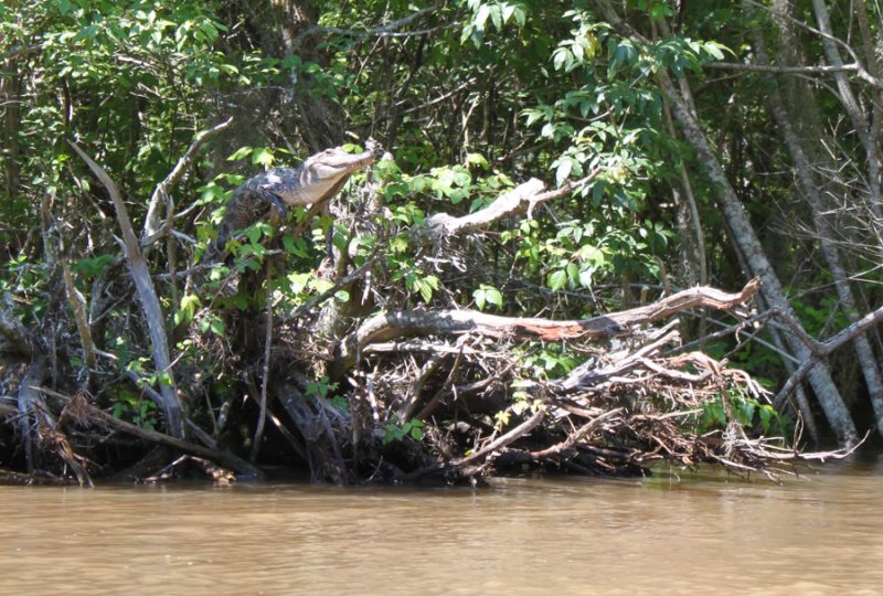 Aligator amerykański na drzewie nad Pearl River w stanie Mississippi. Fot. Kristine Gingras