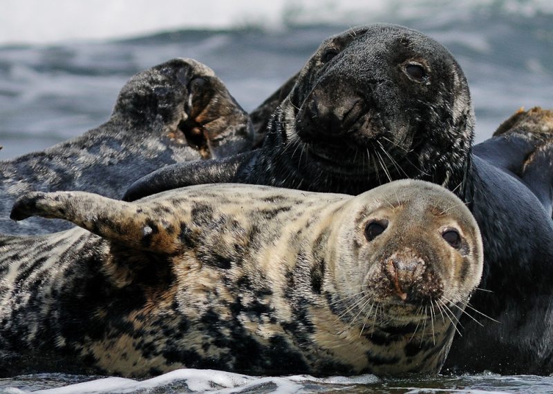 Foki szare. Fot. Ian Keith