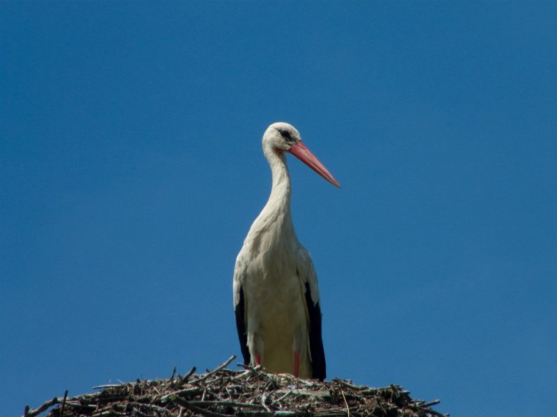 Bocian w gnieździe. Fot. Fot. Christian Baudet/Flickr