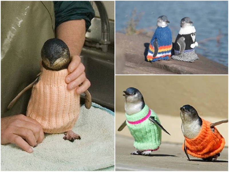 Pingwiny w swetrach. Fot. Penguin Foundation 