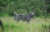 Zebra. Czarna w białe paski. Fot. Tim Caro/UC Davis