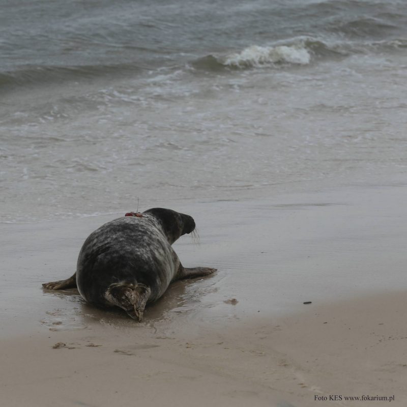 Maszop. Fot. Fot. Krzysztof E. Skóra/ http://hel.univ.gda.pl