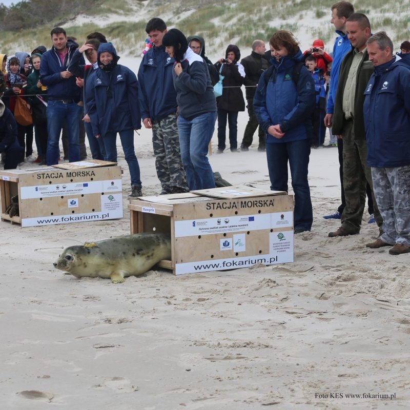 Maszoperia. Fot. Krzysztof E. Skóra/ http://hel.univ.gda.pl