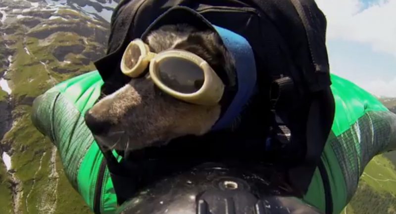 Whisper to pierwszy na świecie pies uprawiający BASE jumping. Fot. YouTube