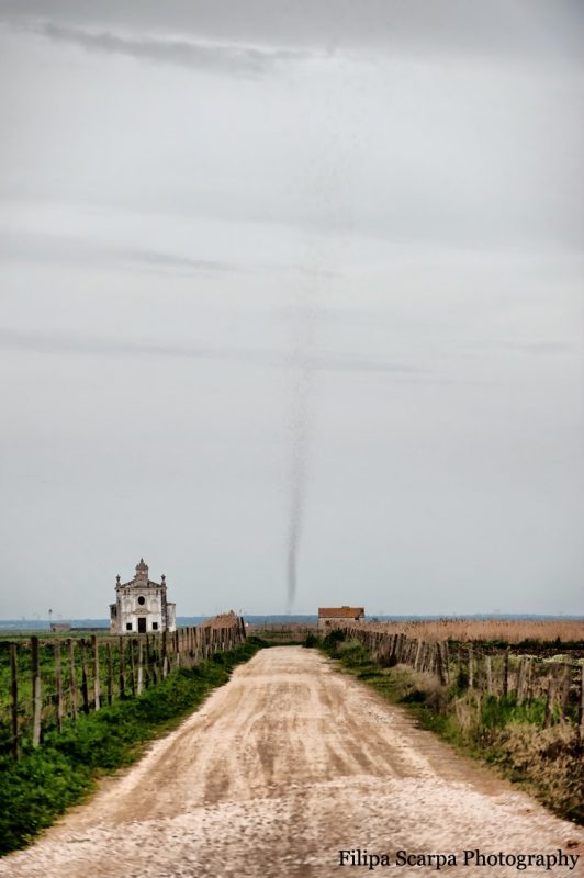 Tornado z komarów. Fot. Ana Filipa Scarpa