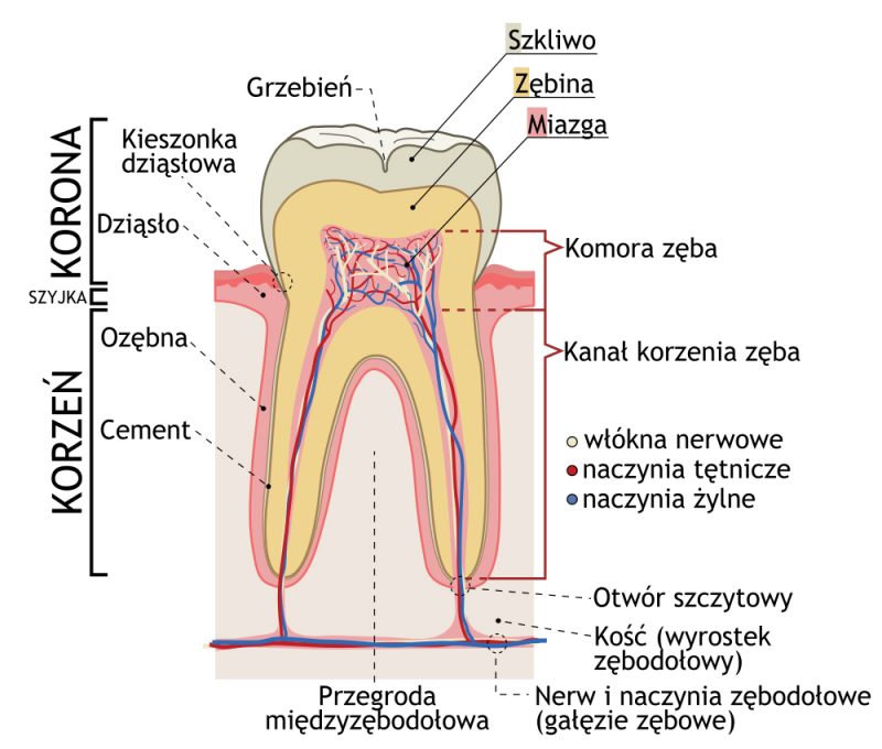 Budowa zęba. Źródło: Afanasovich/Wikimedia