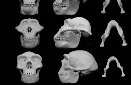 Czaszki kolejnych hominidów. Fot. University of Utah