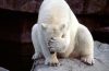Niedźwiedź polarny (Thalarctos maritimus) usłyszał o poglądach Janusza Korwina Mikkego