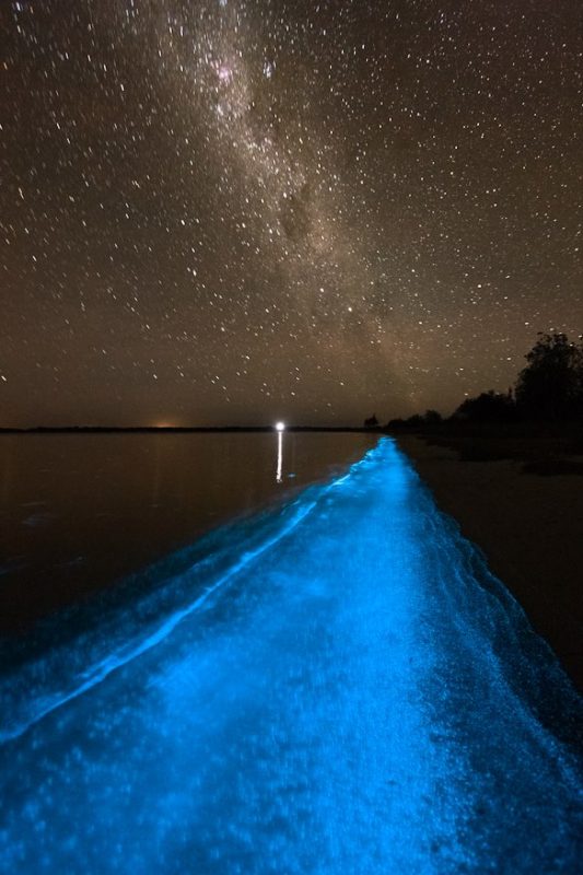 Zjawisko bioluminescencji nad jeziorem w regionie Gippsland. Fot. (CC) Phil Hart