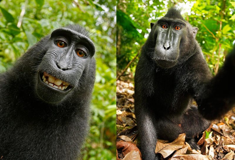 Samica makaka czubatego na pięknym Selfie. Wybór zdjęć David Slater
