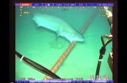 Rekin gryzie podmorski kabel