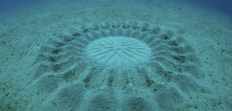 Tajemnicze kręgi na dnie oceanu to sprawka rybki o nazwie rozdymka. Fot. Yoji Ookata