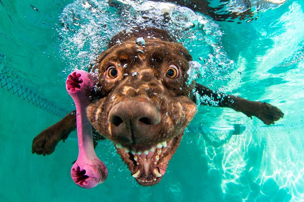 Собака купается вода бесплатно