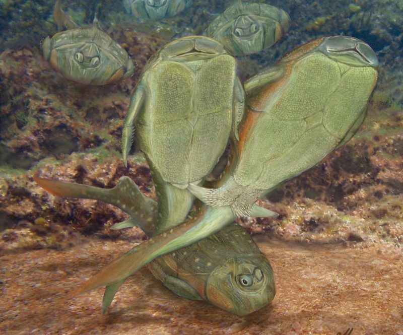 Tak mógł wyglądać pierwszy seks na Ziemi - w wykoaniu ryb pancernych Microbrachius dicki. Fot. Dr Brian Choo, Flinders University