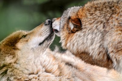 Pocałunek wilków. Fot. Tambako The Jaguar/Flickr