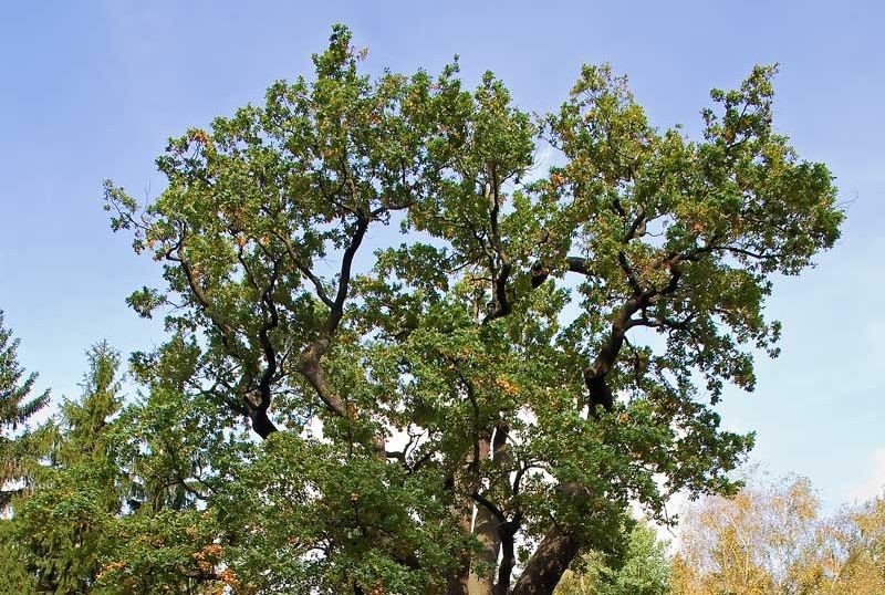 Dąb Chrobry. Fot. Skarabeusz 