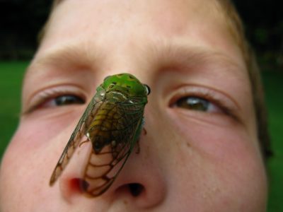 Jak zobaczyć cykadę na własnym nosie? Fot. OakleyOriginals/Flickr 