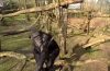 Szympans vs. dron. Fot. Burgers' Zoo