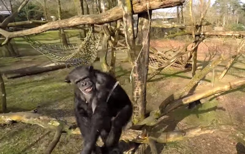 Szympans vs. dron. Fot. Burgers' Zoo