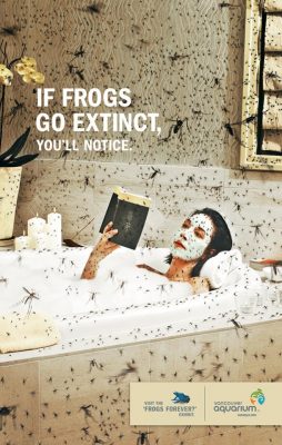 Gdyby wyginęły żaby, zauważyłbyś to. Fot. Vancouver Aquarium