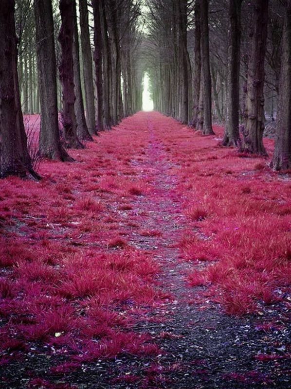 "Mistyczny las w Holandii" Fot.  Sander Copier