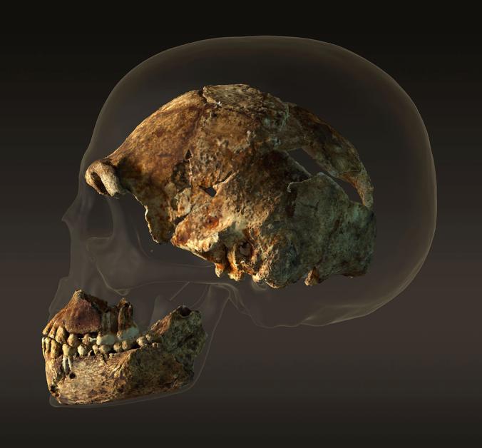 Rekonstrukcja czaszki Homo naledi. Fot. STEFAN FICHTEL. ZA: LEE BERGER I PETER SCHMID, WITS; JOHN HAWKS, UNIVERSITY OF WISCONSIN-MADISON