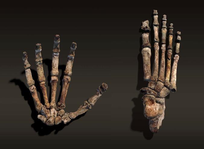 Rekonstrukcja dłoni i stopy Homo naledi. Fot. STEFAN FICHTEL. ZA: LEE BERGER I PETER SCHMID, WITS; JOHN HAWKS, UNIVERSITY OF WISCONSIN-MADISON