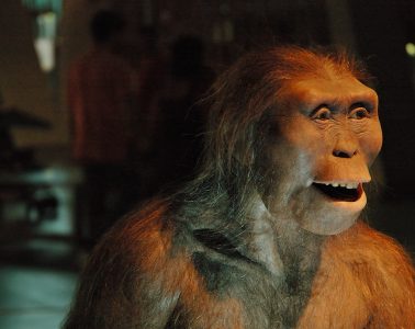 Rekonstrukcja Lucy Australopithecusa. Fot. Carlos Lorenzo