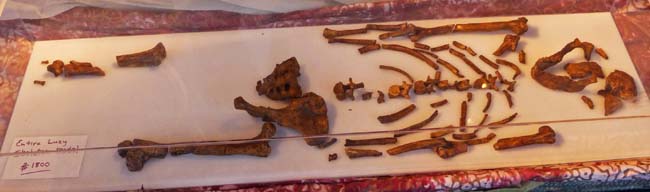 Kopia szkieletu Lucy Australopithecus. Fot. Tom
