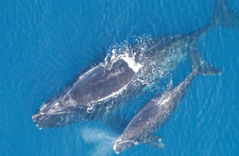 Wieloryby biskajski - samica 
