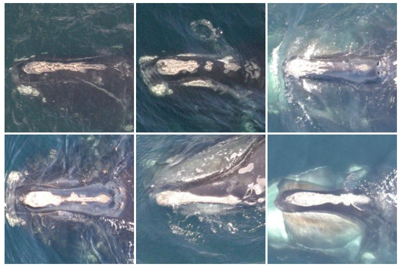 "Zdjęcia paszportowe" wielorybów. Źródło: Deepsense.io
