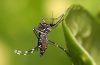 Komar Aedes aegypti przenoszący wirusa Zika. Fot. Muhammad Mahdi Karim (licencja GFDL 1.2)