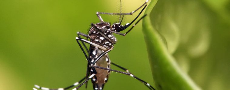 Komar Aedes aegypti przenoszący wirusa Zika. Fot. Muhammad Mahdi Karim (licencja GFDL 1.2)