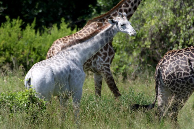 Omo, biała żyrafa. Fot. Derek Lee/Caters News