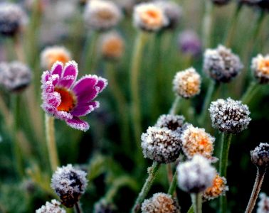 Czy „zimna Zośka” i „zimni ogrodnicy” to mit czy faktyczne zjawisko? Fot. RC Designer