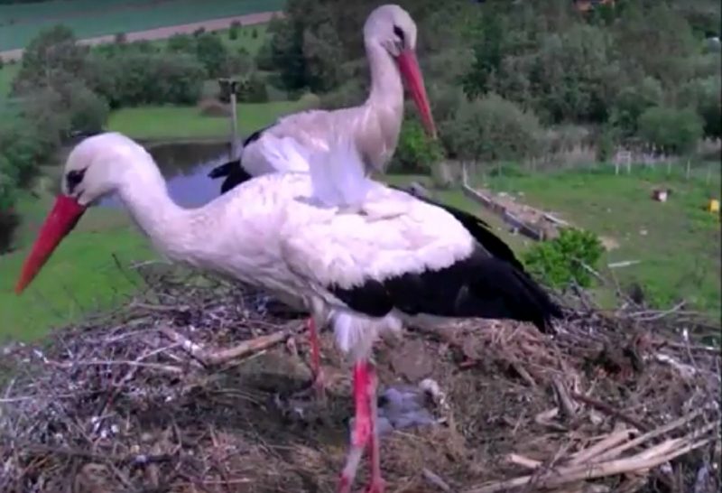 Lubka i Wojtek z trojgiem młodych, czyli bociany z Lublewa. Fot. FB Bociany Lublewo/YouTube