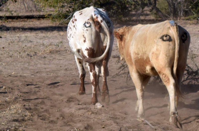 Botswańskie krowy z oczami z tyłu. Fot. Neil Jordan